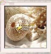 I Love CrossStitch ILCS DG-001 Coral Shell I XSD