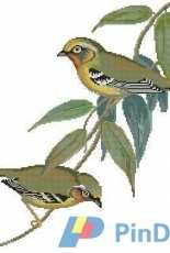 La Grand Livre des Oiseaux au point de croix (from the collection John Gould) -> 004 Black-eared Allotrius