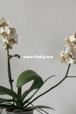 Orchids are my second hobby: Phal. Stuartiana