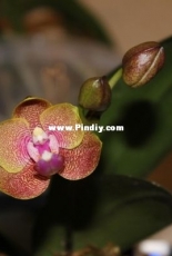 Orchids are my second hobby: Phal. Sogo Lawrence