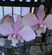 orchid, phal schilerriana