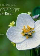 Happy Patty Crochet - Helleborus Niger