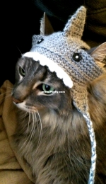 Shark Cat hat
