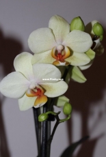 Orchids are my second hobby: Phal. Cancan