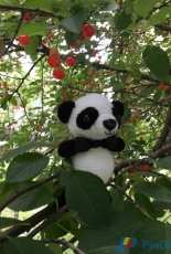 Little Panda