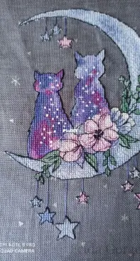 Stars cats