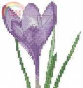 Crocus