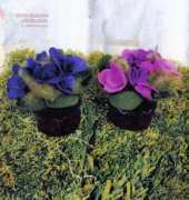 Fillofolia-Vasetti di Primule /Italian