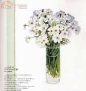 Fujico 610 Cosmos - White Flowers From Calendar Japanese Book