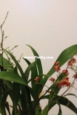 Orchids are my second hobby: Oncidium Tiny Twinkle 'Cinnamon'