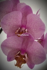 Orchids are my second hobby: Phal. Manchetten