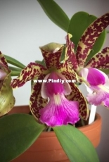Orchids are my second hobby: Cattlea Aclandiae Hybrid special selection