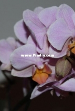 Orchids are my second hobby: Phal. Santos