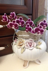 Мои цветущие,орхидеи!