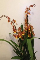 Orchids are my second hobby: Colmanara Catatante 'Pacific Sun Spots'