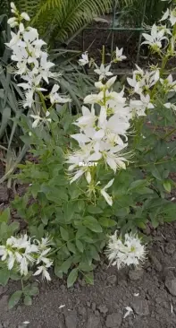 Dictamnus albus - Ясенец белый - Неопалимая купена