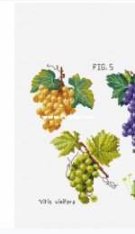 DMC - Botanical Grapes - Free