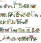 American School of Needlework ASN 3593 50 House Plant Designs XSD