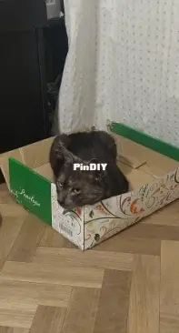 Mick, gatito en caja