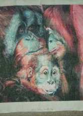 Orang Oetangs