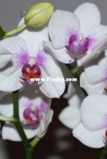 Orchids are my second hobby: Phal. Prima Piano (mini)