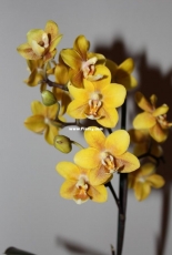 Orchids are my second hobby: Phal. Buddha Bronze