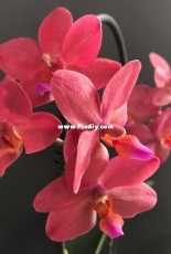 Orchids are my second hobby: Phal. Buddha's Treasure