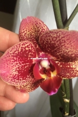 Orchids are my second hobby: Phal. Asian Dragon