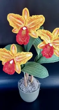 Orchidea Cattleya