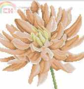 Lanarte-34900-Dahlia In Close Up