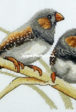 Country Threads: Fiona Jude - Zebra Finches