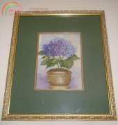 Hydrangea