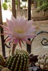 Cactus with big flower