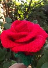 rose
