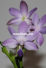 Orchids are my second hobby: Phal. Purple Martin