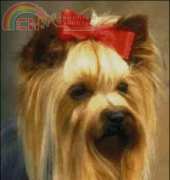 Golden Kite GK 694 - Yorkshire Terrier