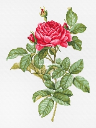 Luca-S Free 2021 - Red Rose PCS