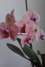 Orchids are my second hobby: Phal. Wild Peach