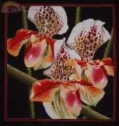RTO M263 - Pafiopedilum Orquídeas