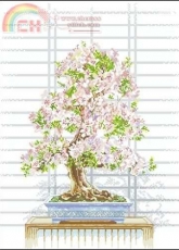 Lanarte 33659 Bonsai