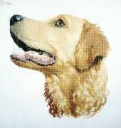 Heritage dog - Gofa golden retriever