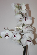 Orchids are my second hobby: Phal. Reyoung Prince