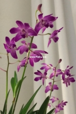 Orchids are my second hobby: Dendrobium kingianum