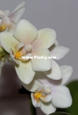Orchids are my second hobby: Phal. Sogo Bianca (mini)