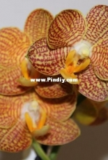 Orchids are my second hobby: Phal. Zorro