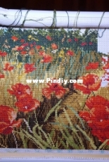 Poppy Blossom/DOME