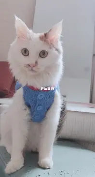 button down cat sweater