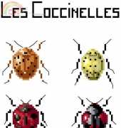 Anagram MTSA les coccinelles