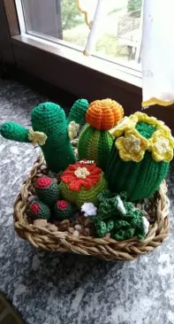Succulent plants