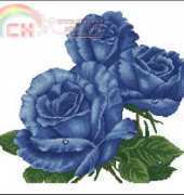 KCO 618117 Blue Roses